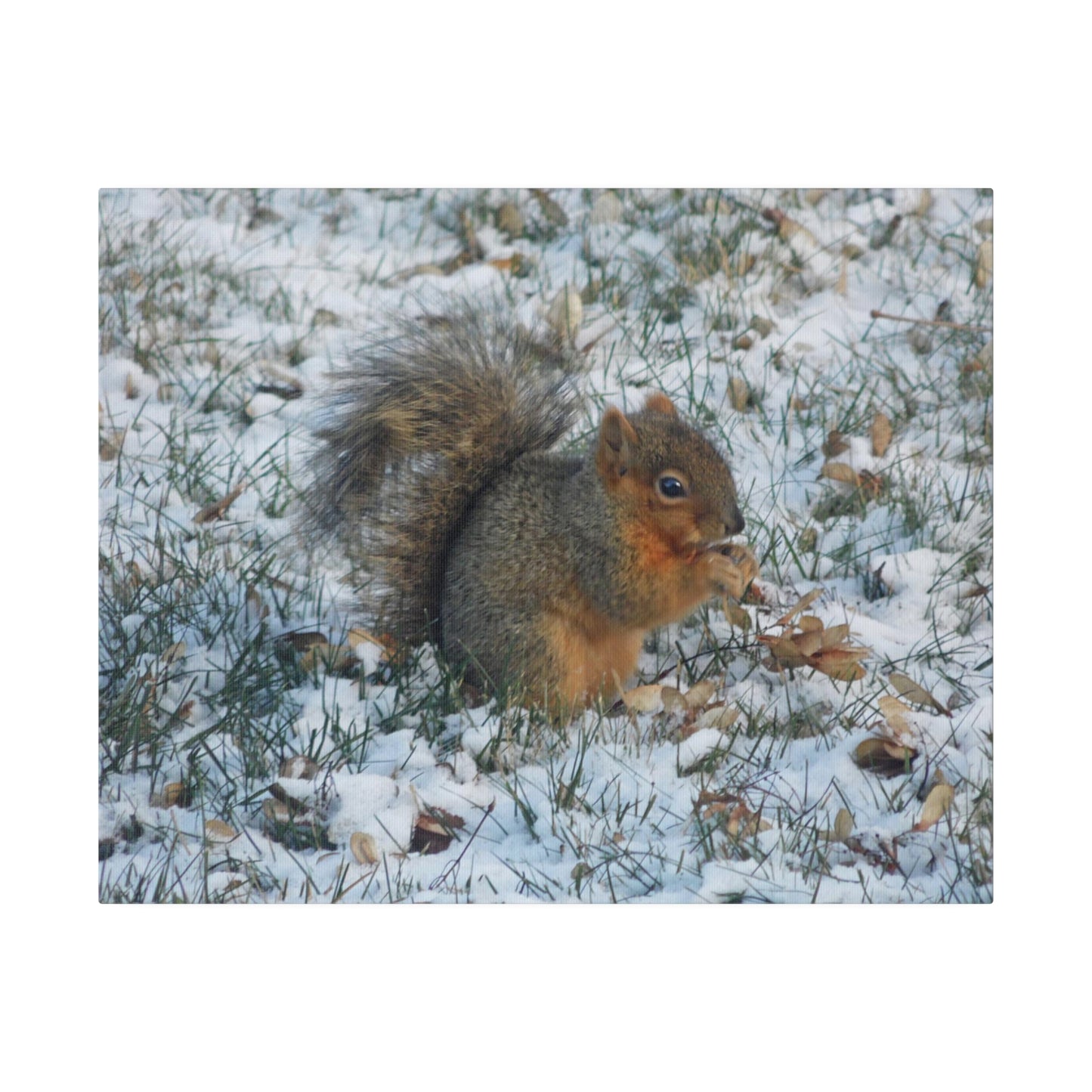 Winter Squirrel Matte Canvas