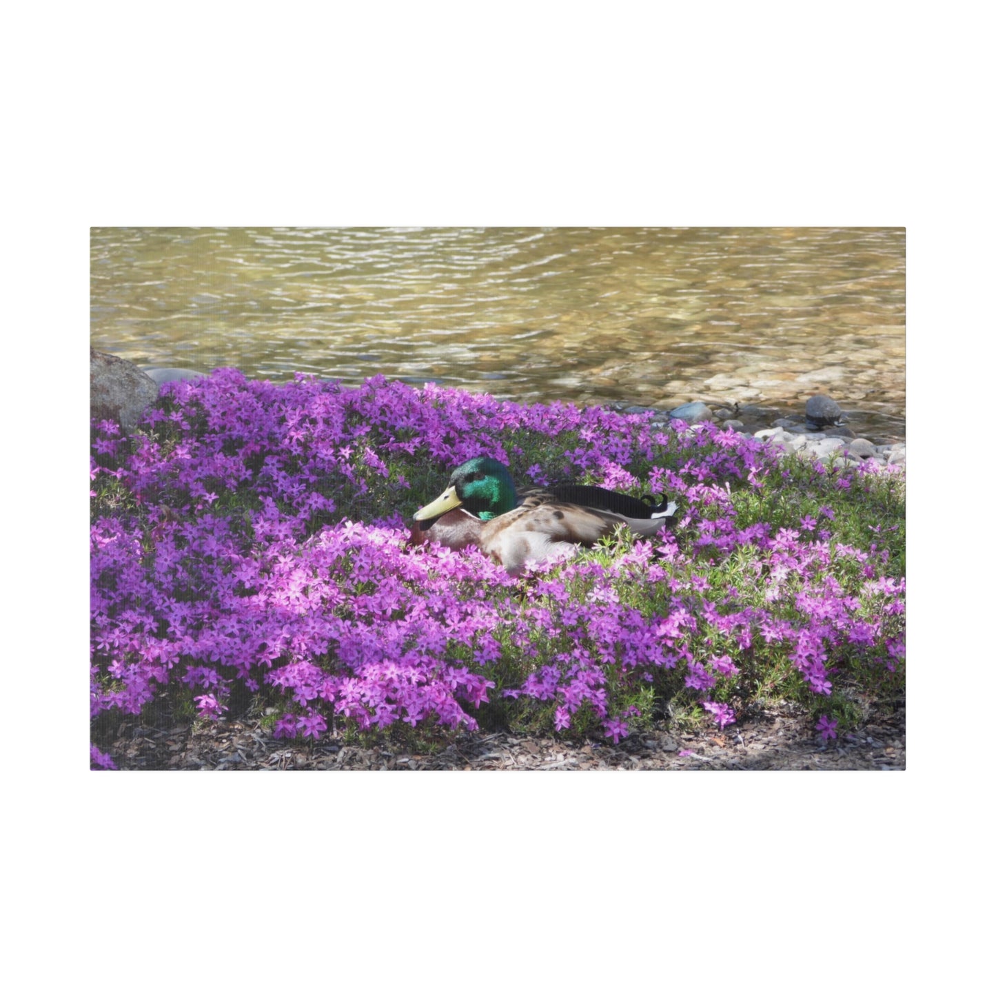 Duck Resting In Flowers Matte Canvas