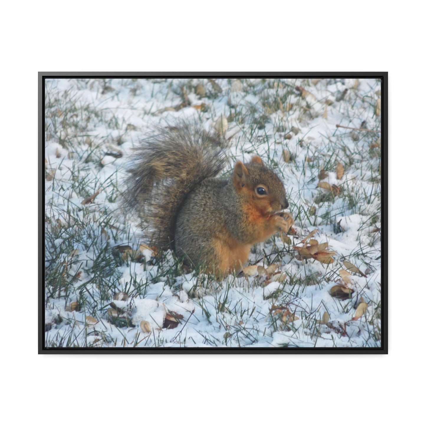 Winter Squirrel Gallery Canvas Wraps Framed