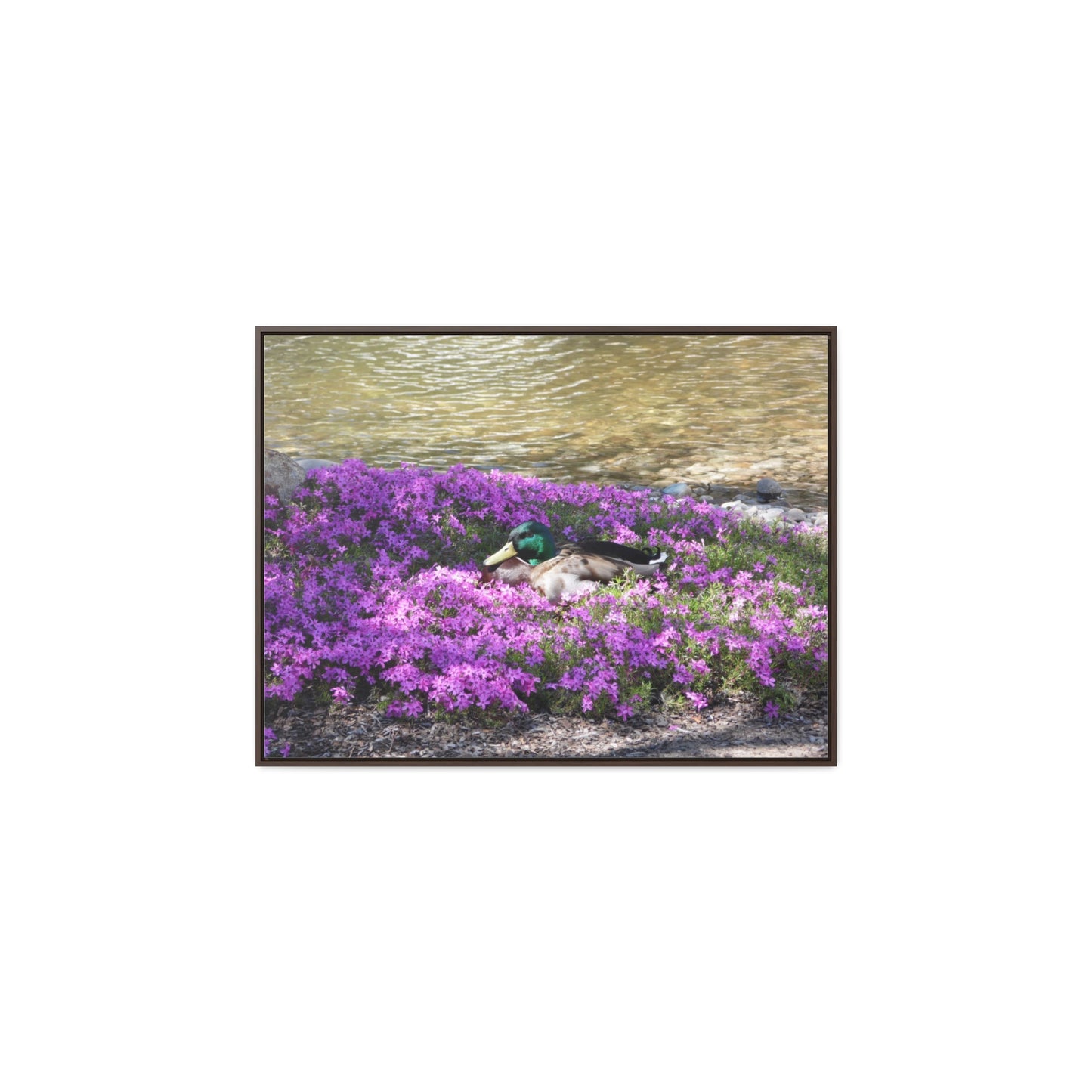 Duck Resting In Flowers Gallery Canvas Wraps Framed