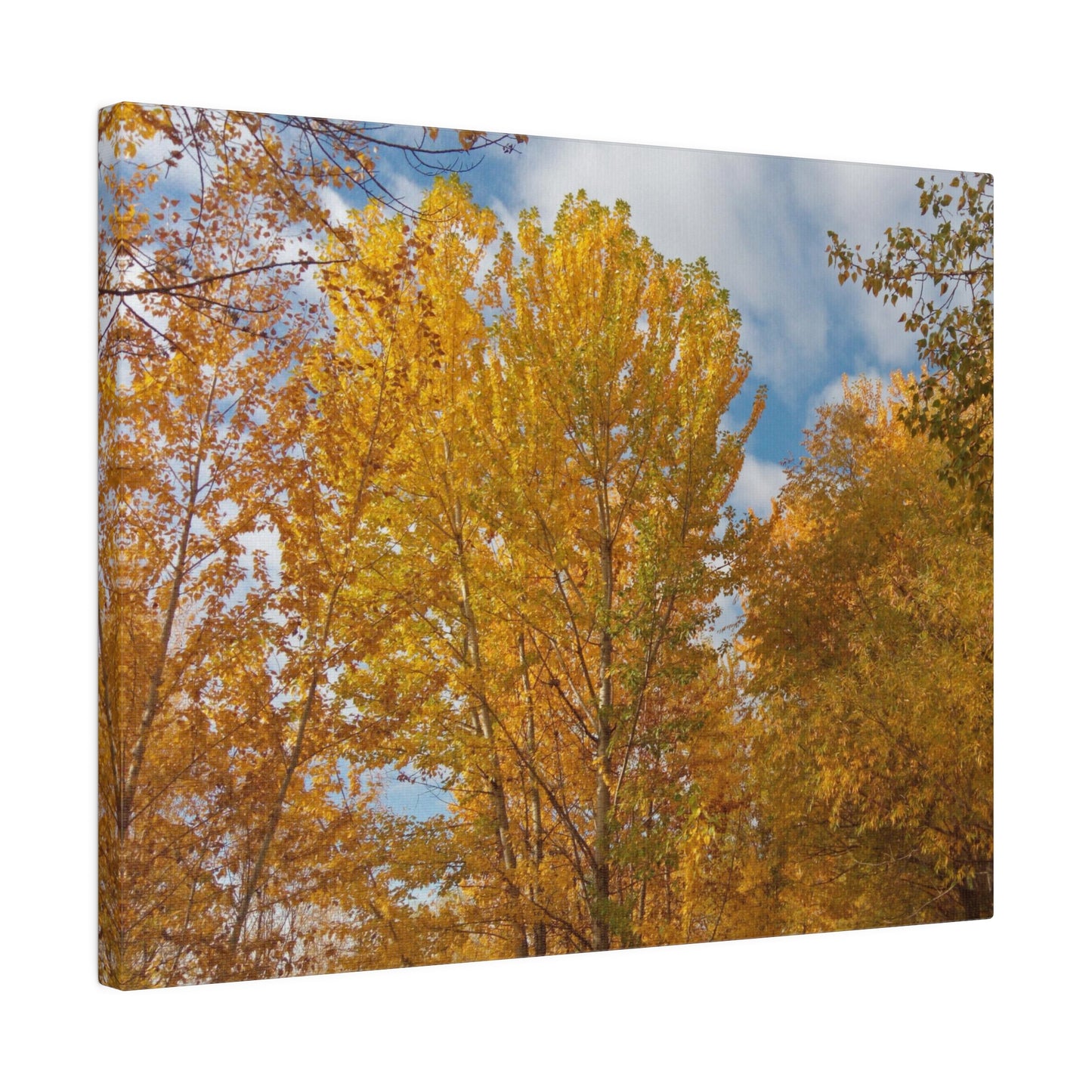 Autumn Gold Matte Canvas