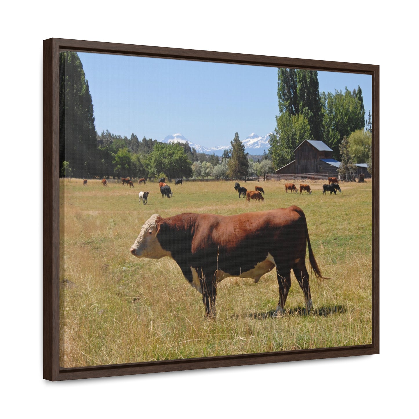 King Of The Pasture Gallery Canvas Wraps Framed