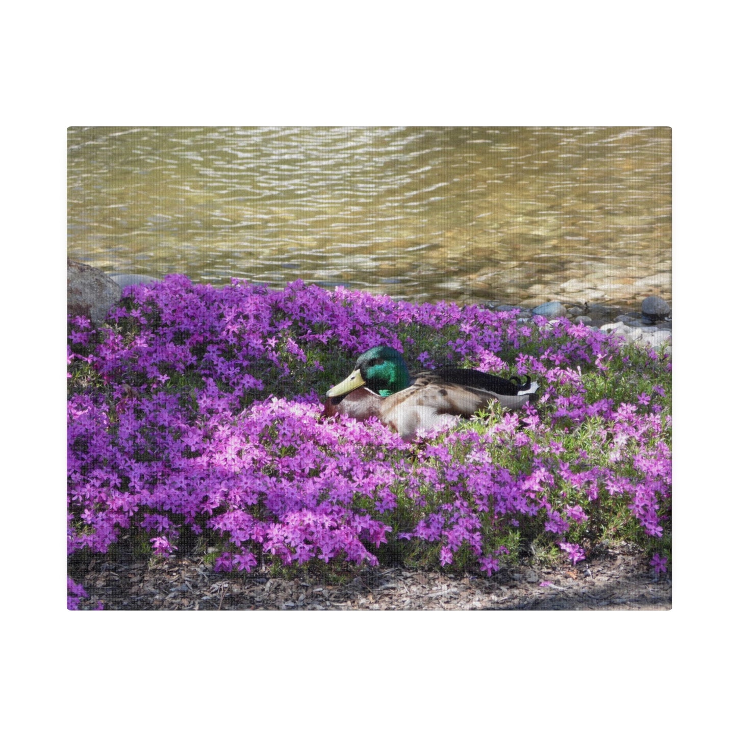 Duck Resting In Flowers Matte Canvas