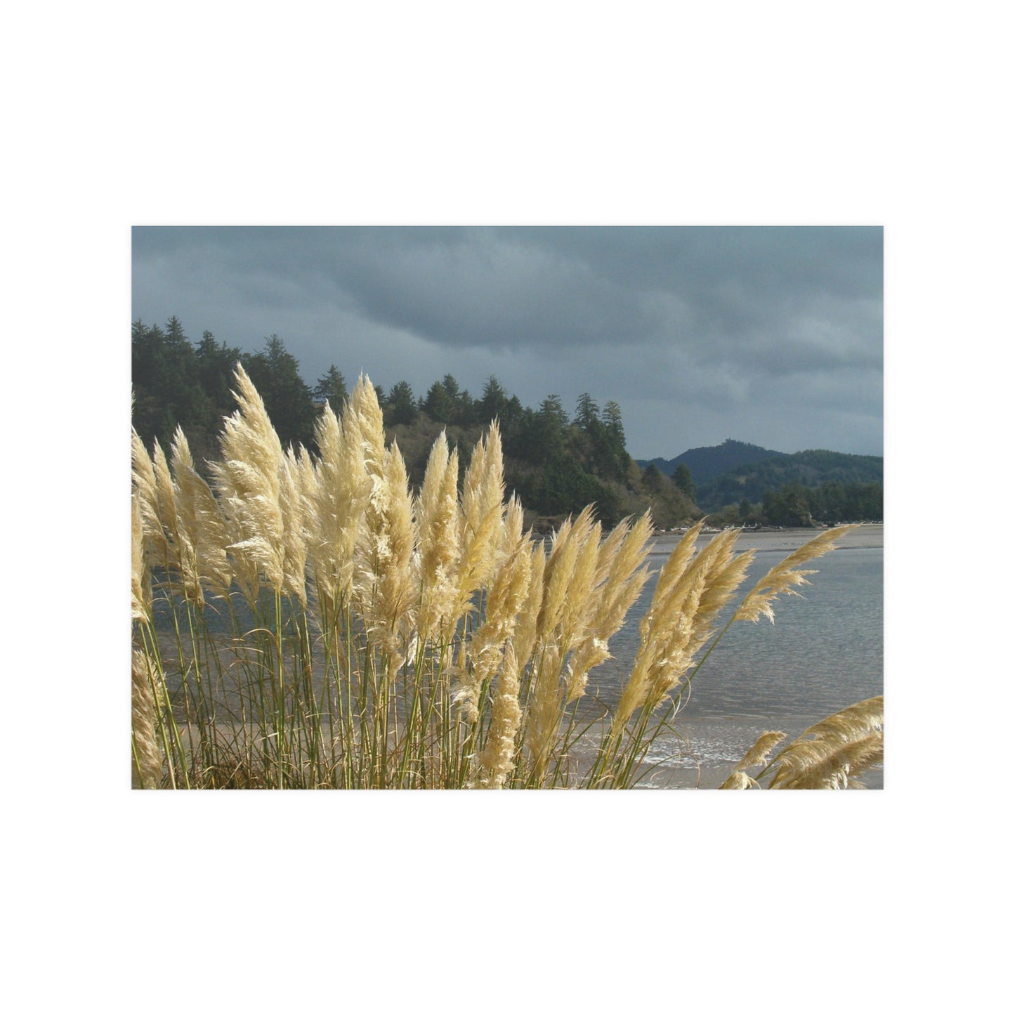 Golden Coastal Pampas Satin Poster