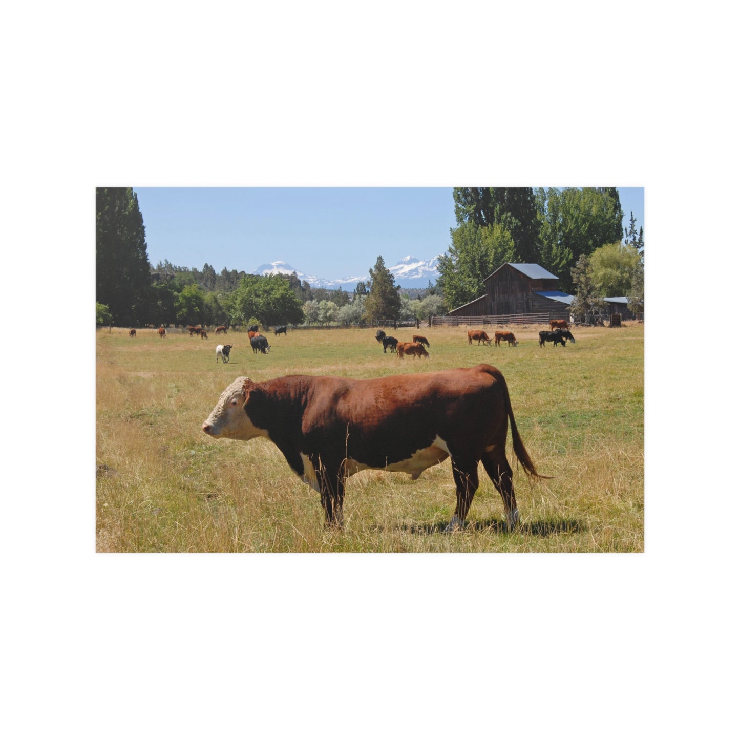 King Of The Pasture Satin Posters