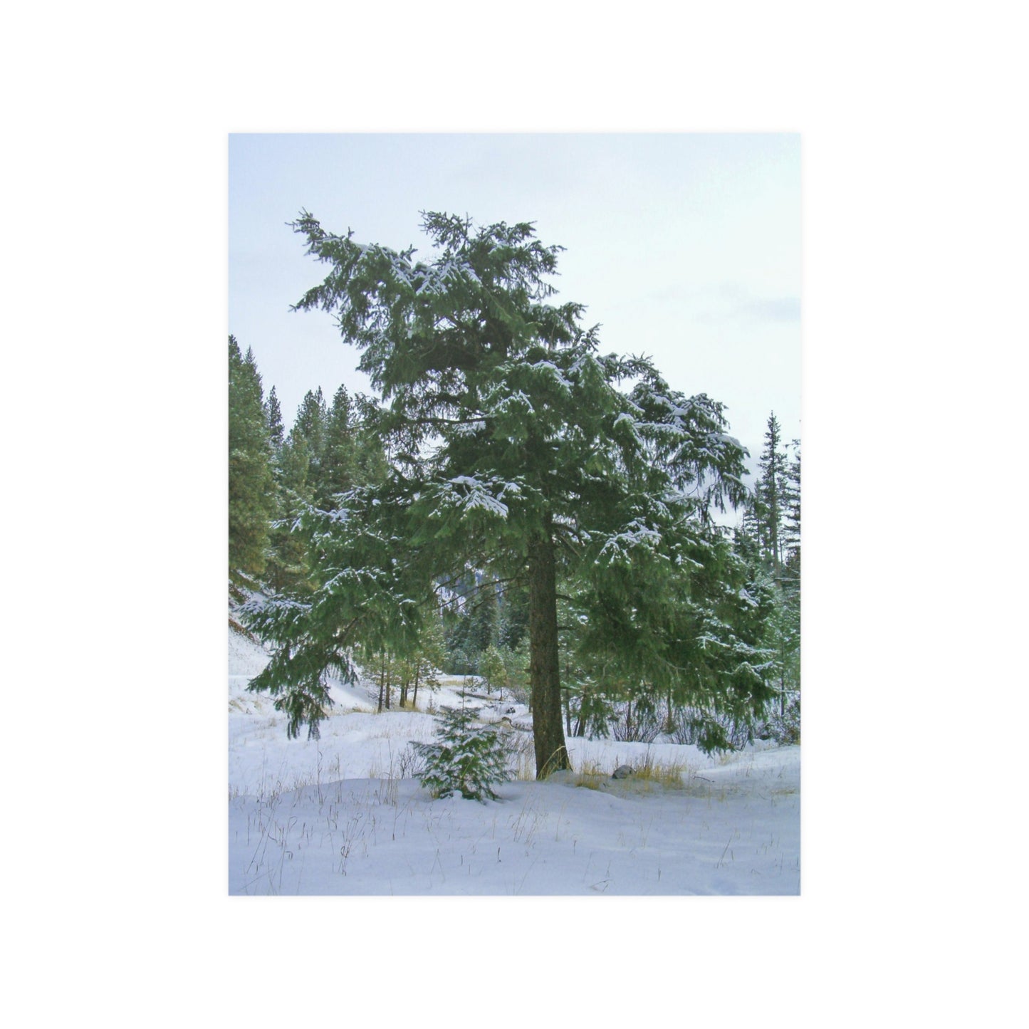 Winter Protector Satin Posters