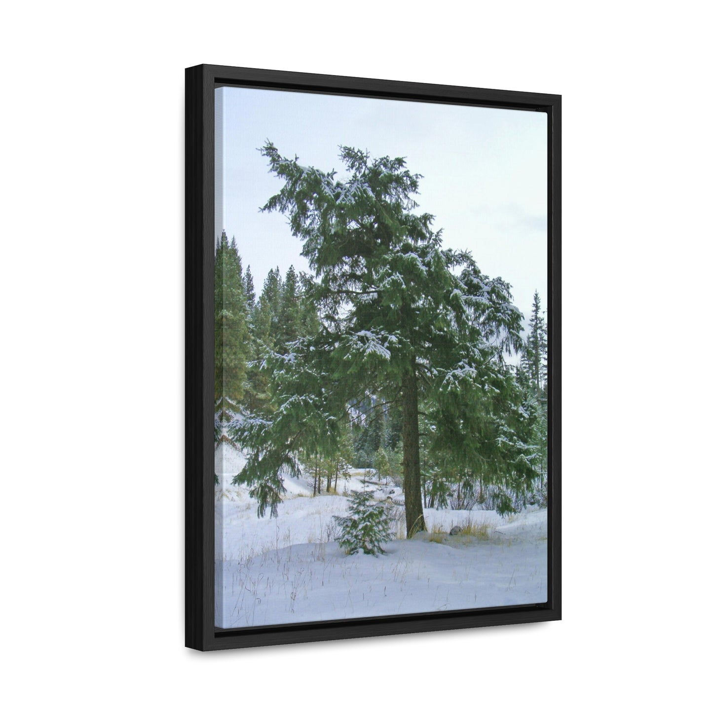 Winter Protector Gallery Canvas Wraps Framed