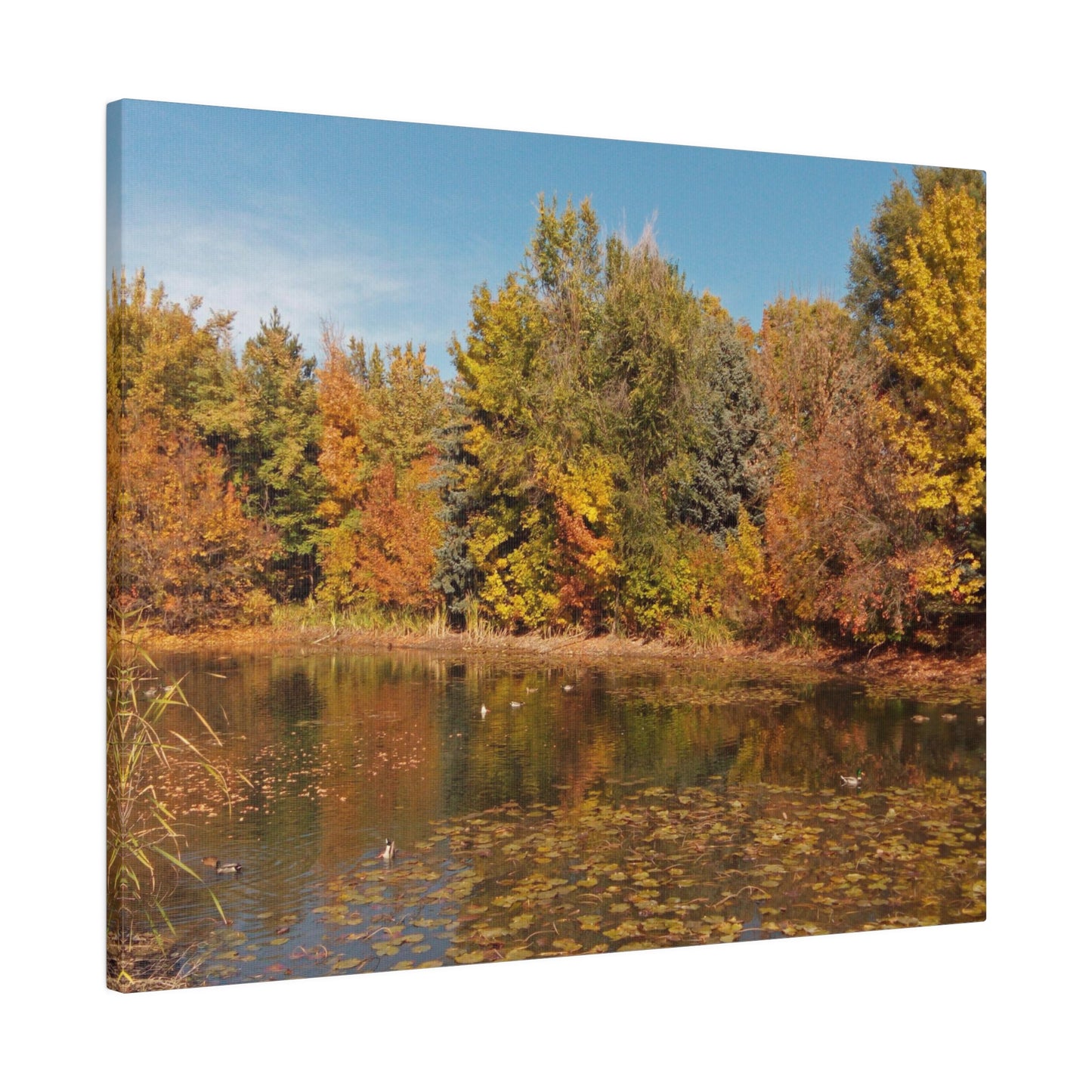 Autumn Duck Pond Matte Canvas