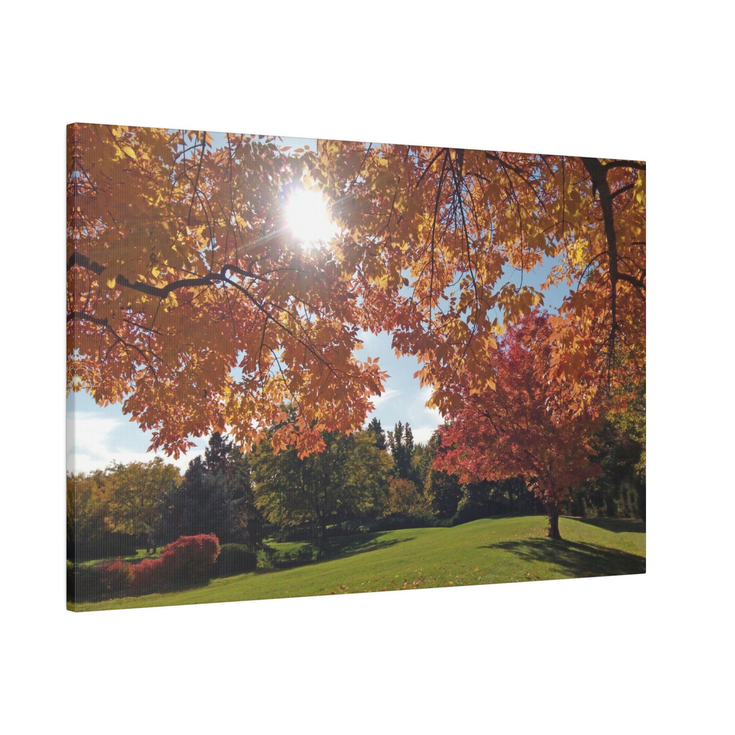 Autumn Light Matte Canvas