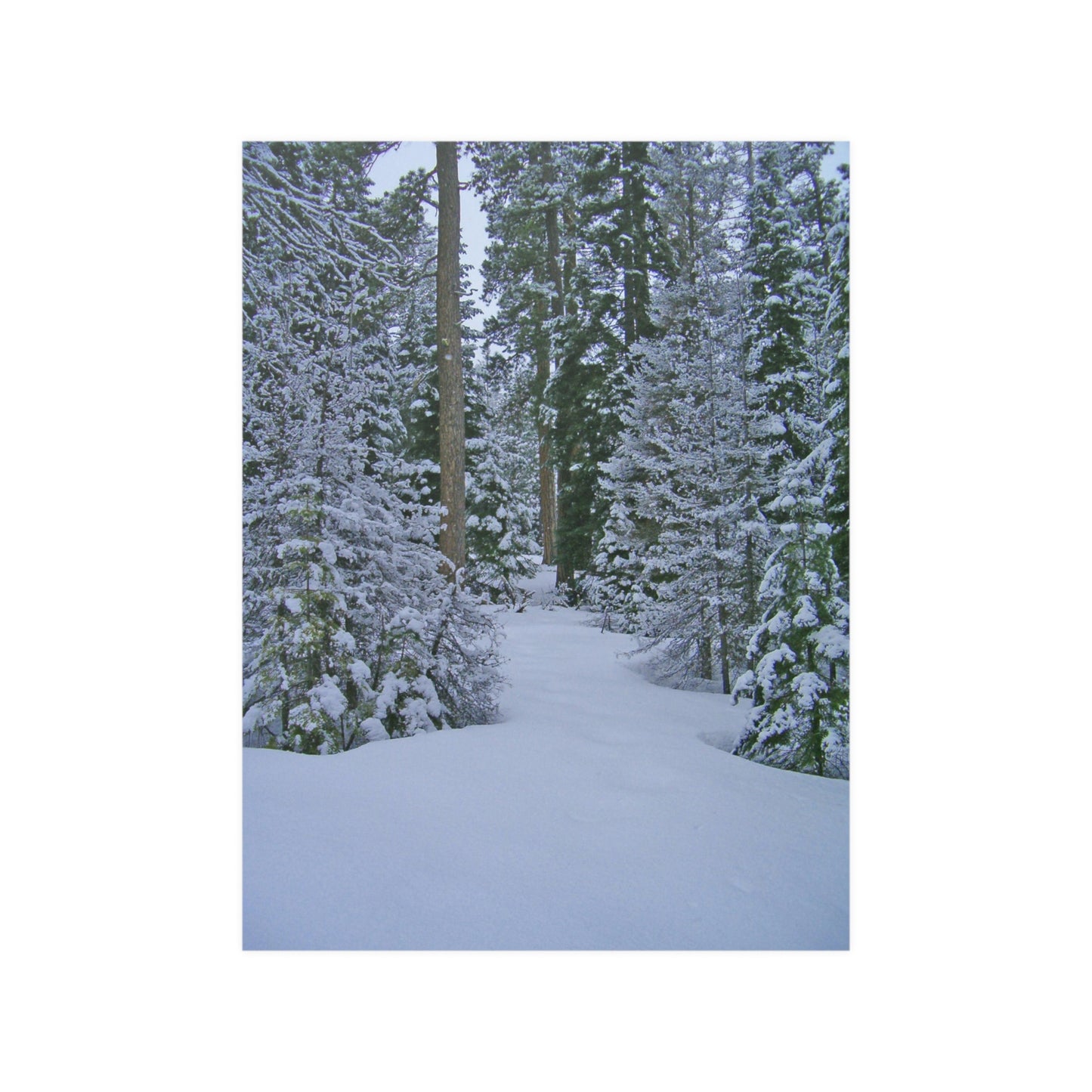Snowy Woods Satin Posters