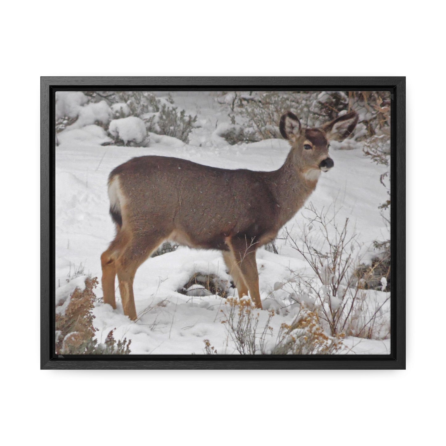 Snowy Deer Gallery Canvas Wraps Framed