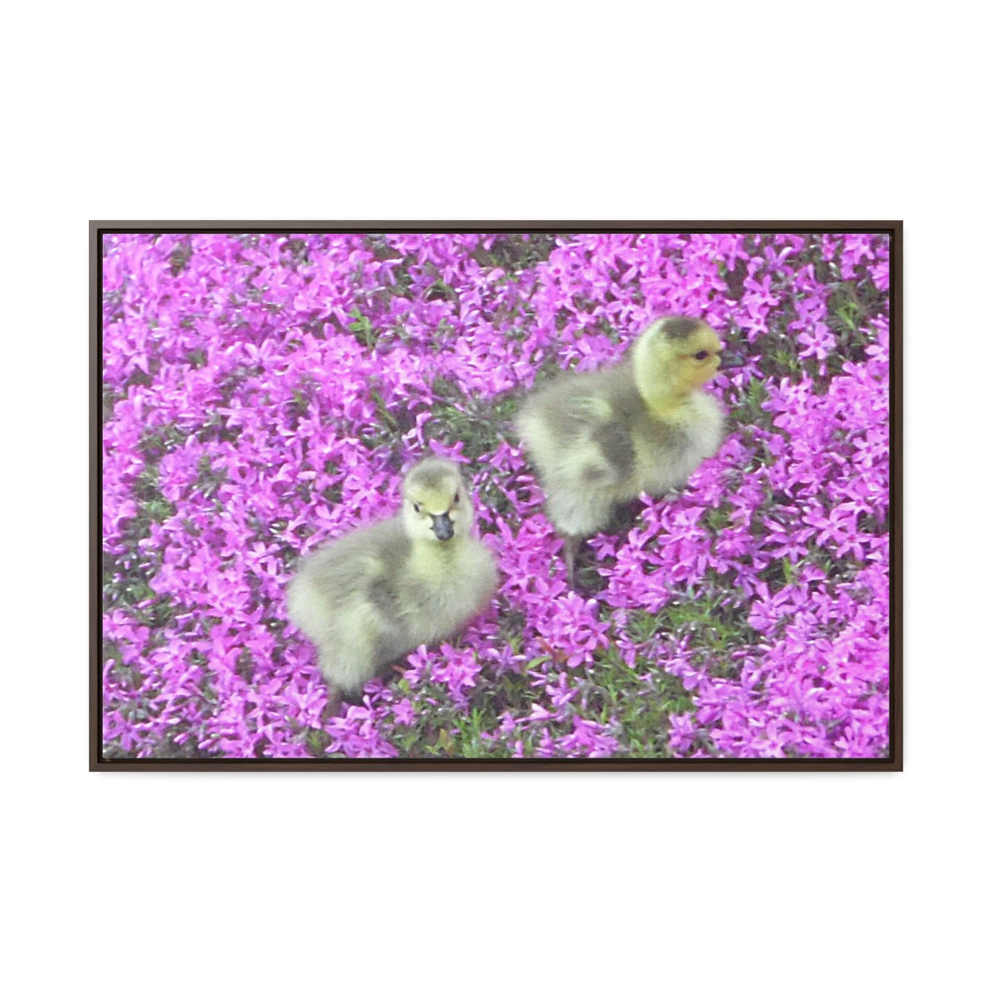 Precious Peeps Gallery Canvas Wraps Framed