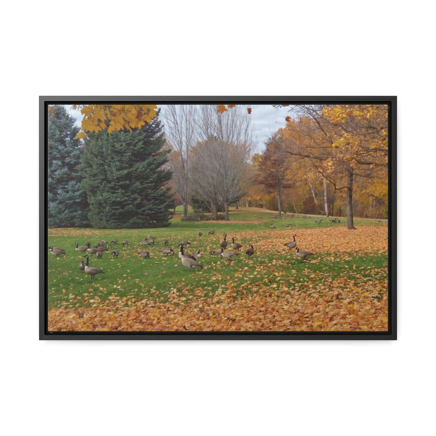 Autumn Geese Gallery Canvas Wraps Framed