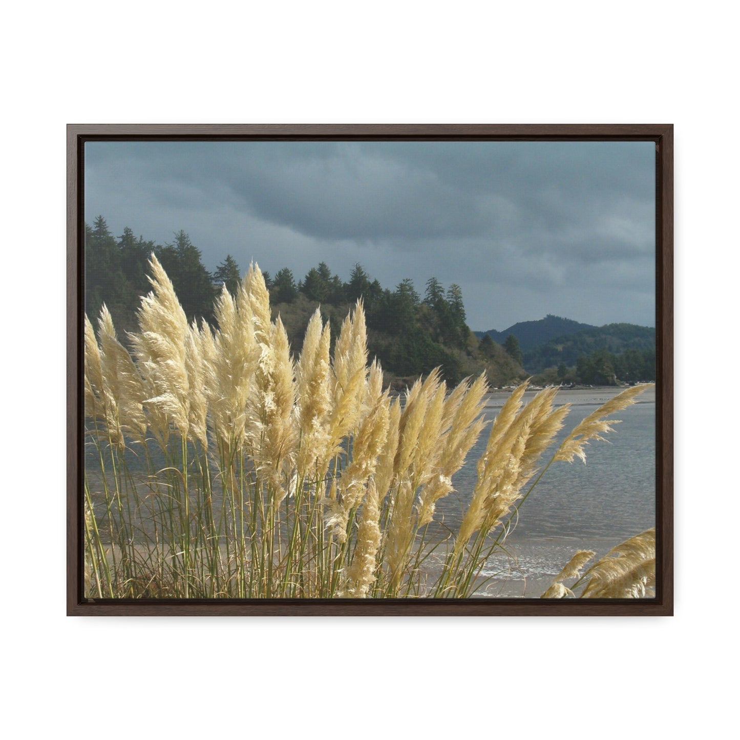 Golden Coastal Pampas Gallery Canvas Wraps Framed