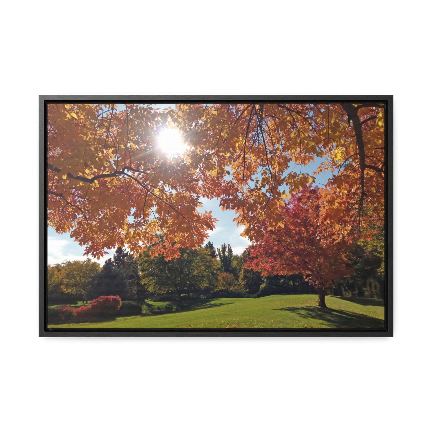 Autumn Light Gallery Canvas Wrap Framed