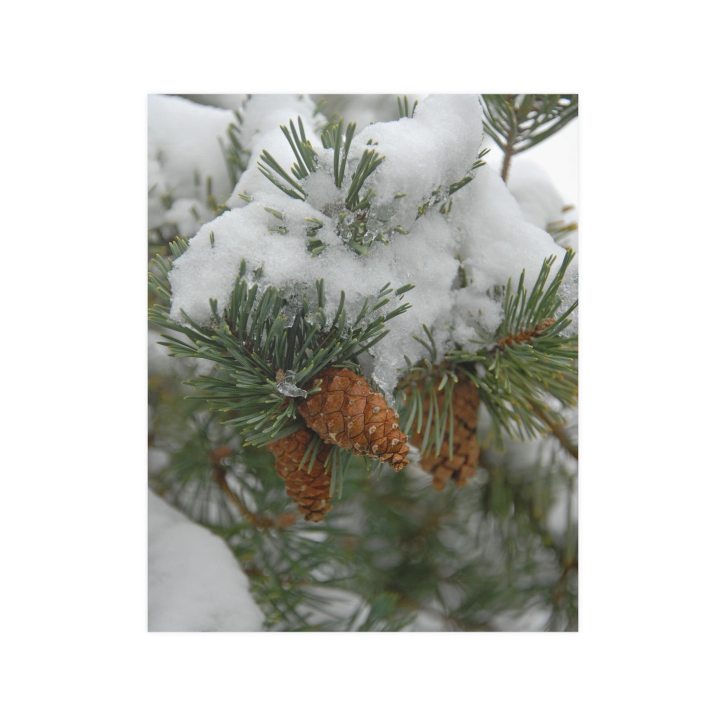 Snowy Fir Cones Satin Posters
