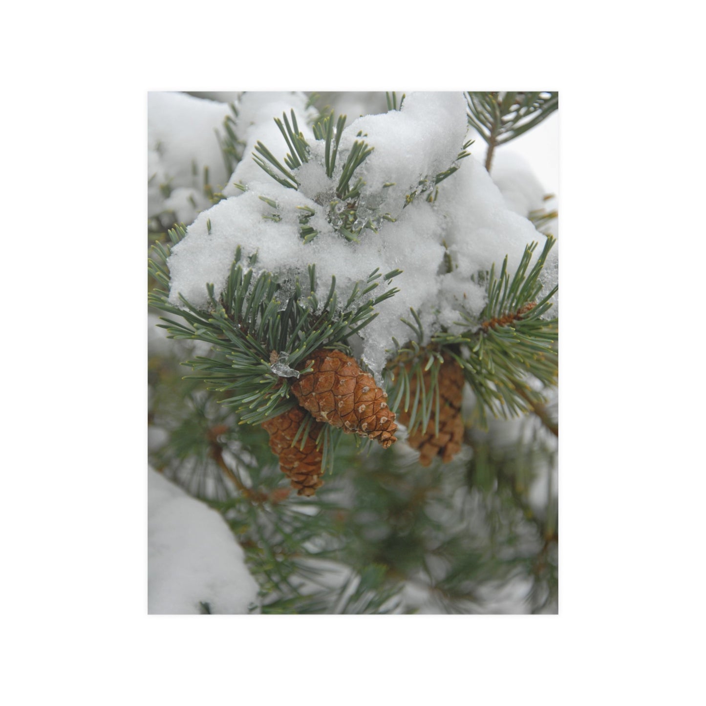 Snowy Fir Cones Satin Posters