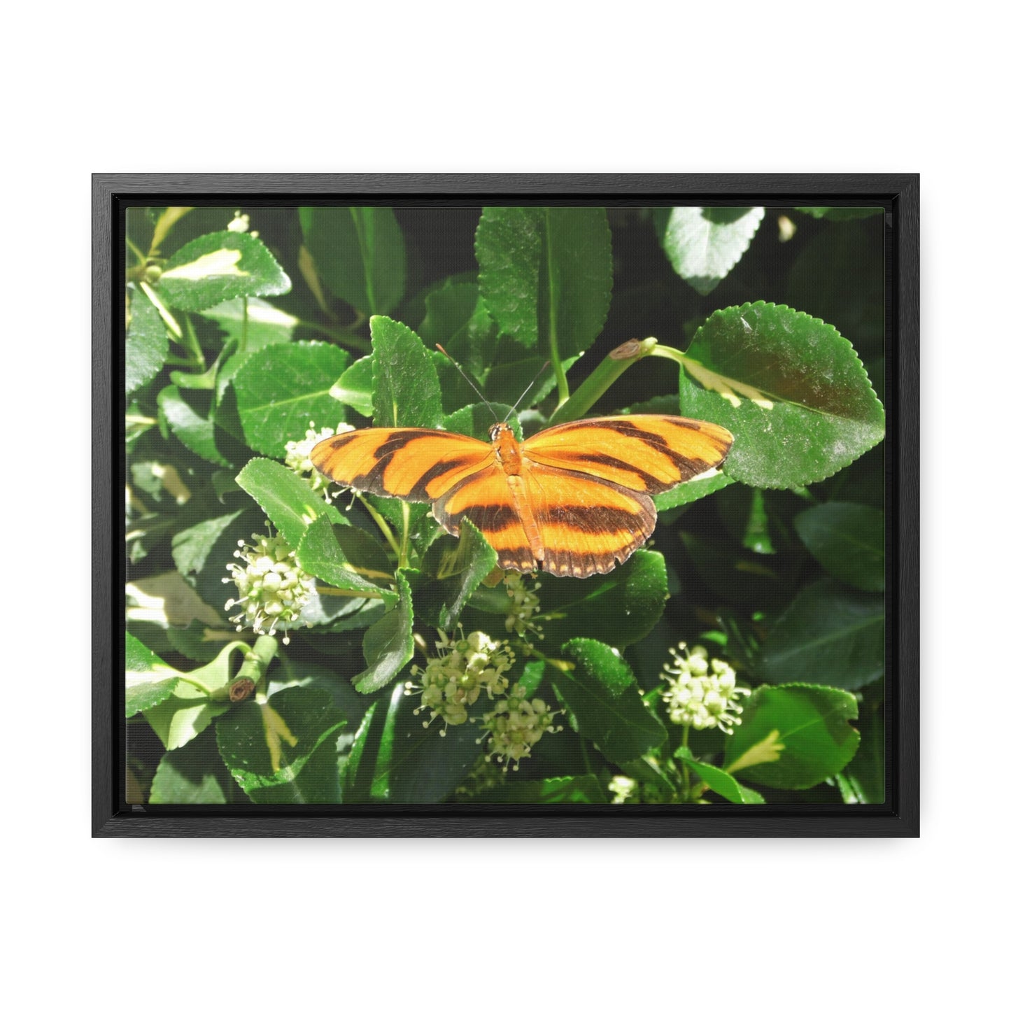 Golden Butterfly Gallery Canvas Wraps Framed