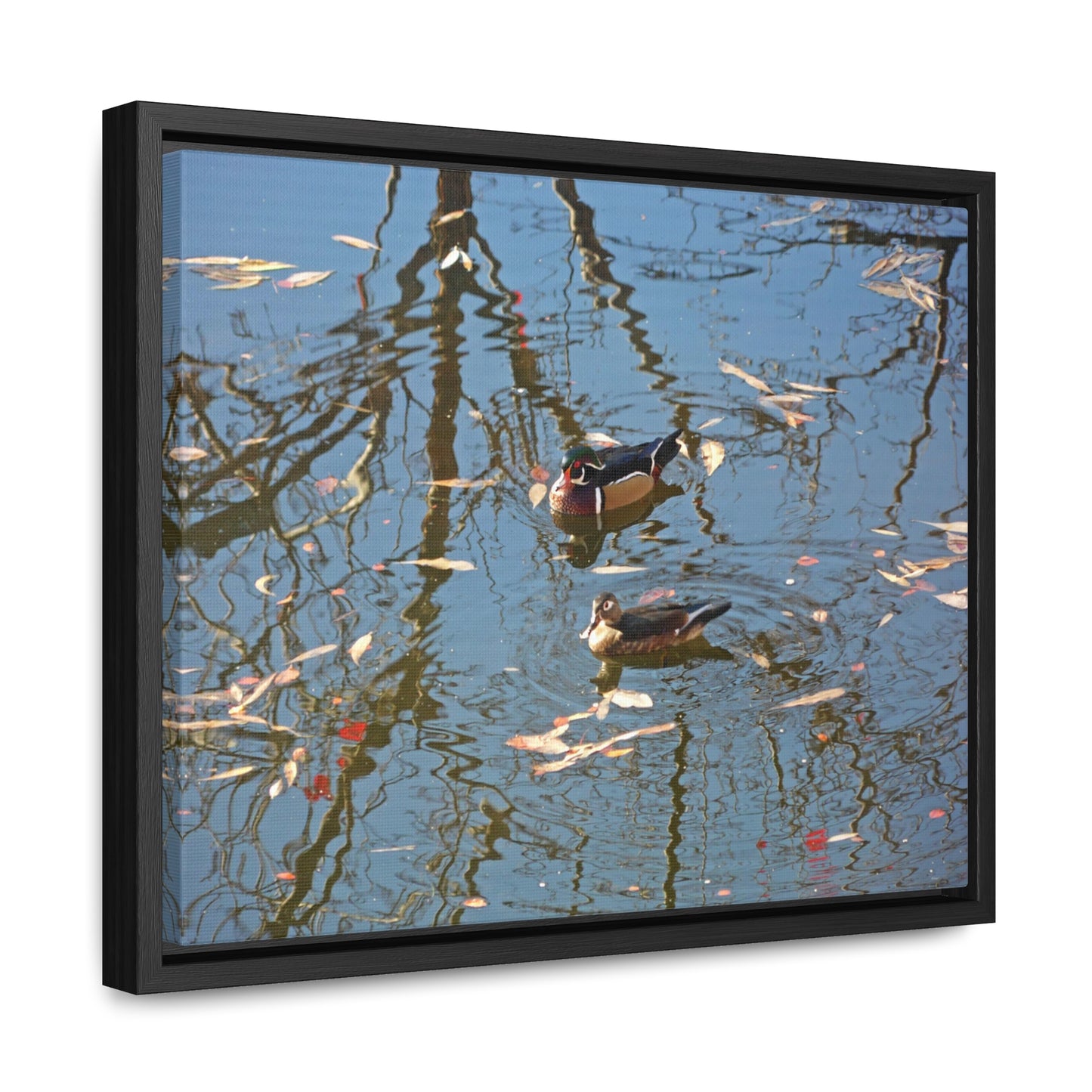 Wood Duck Couple Gallery Canvas Wraps Framed