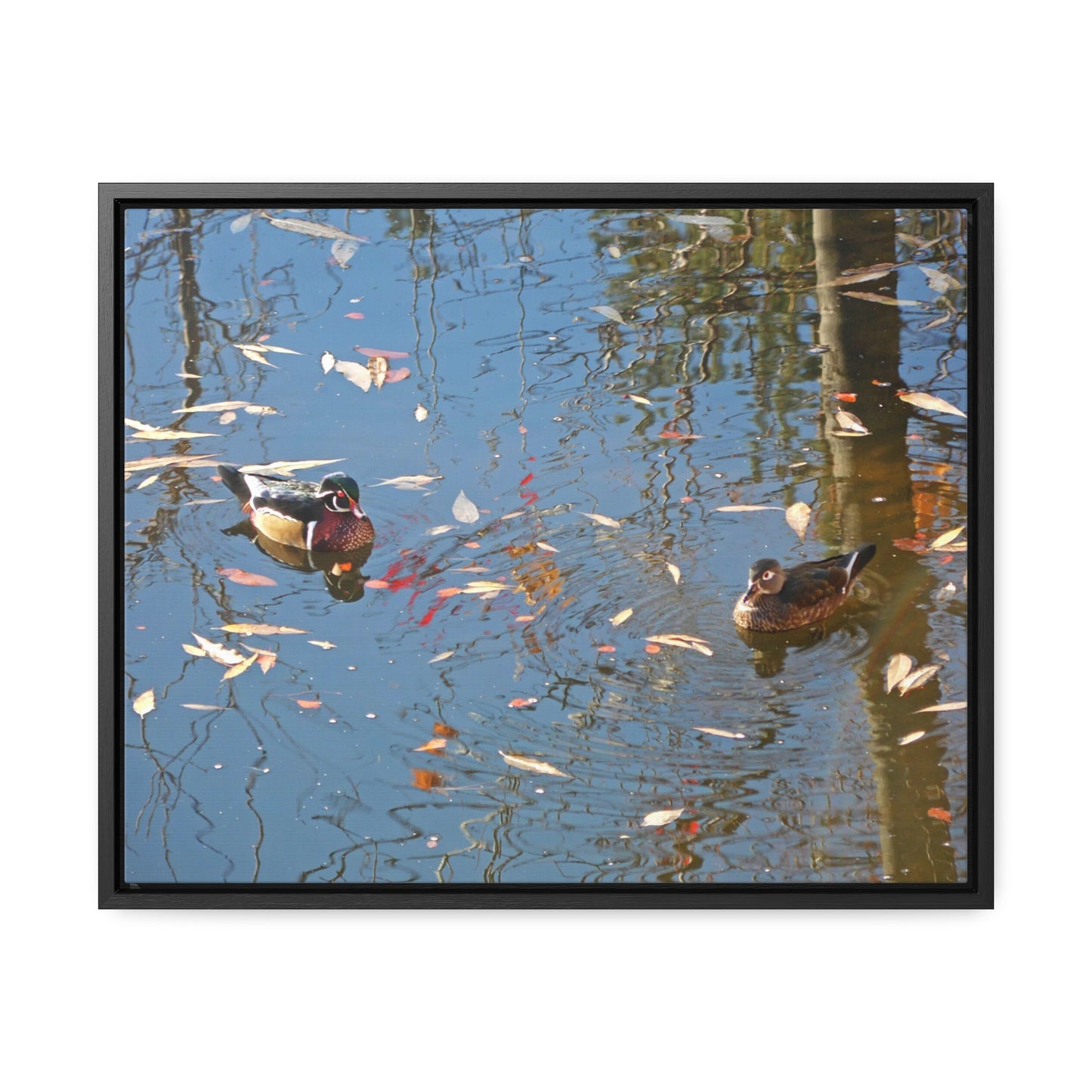 Autumn Wood Duck Couple Gallery Canvas Wraps Framed