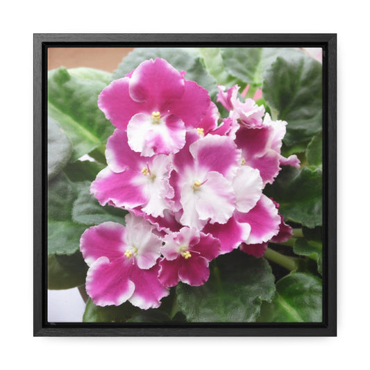 African Violets Gallery Canvas Wraps, Square Frame