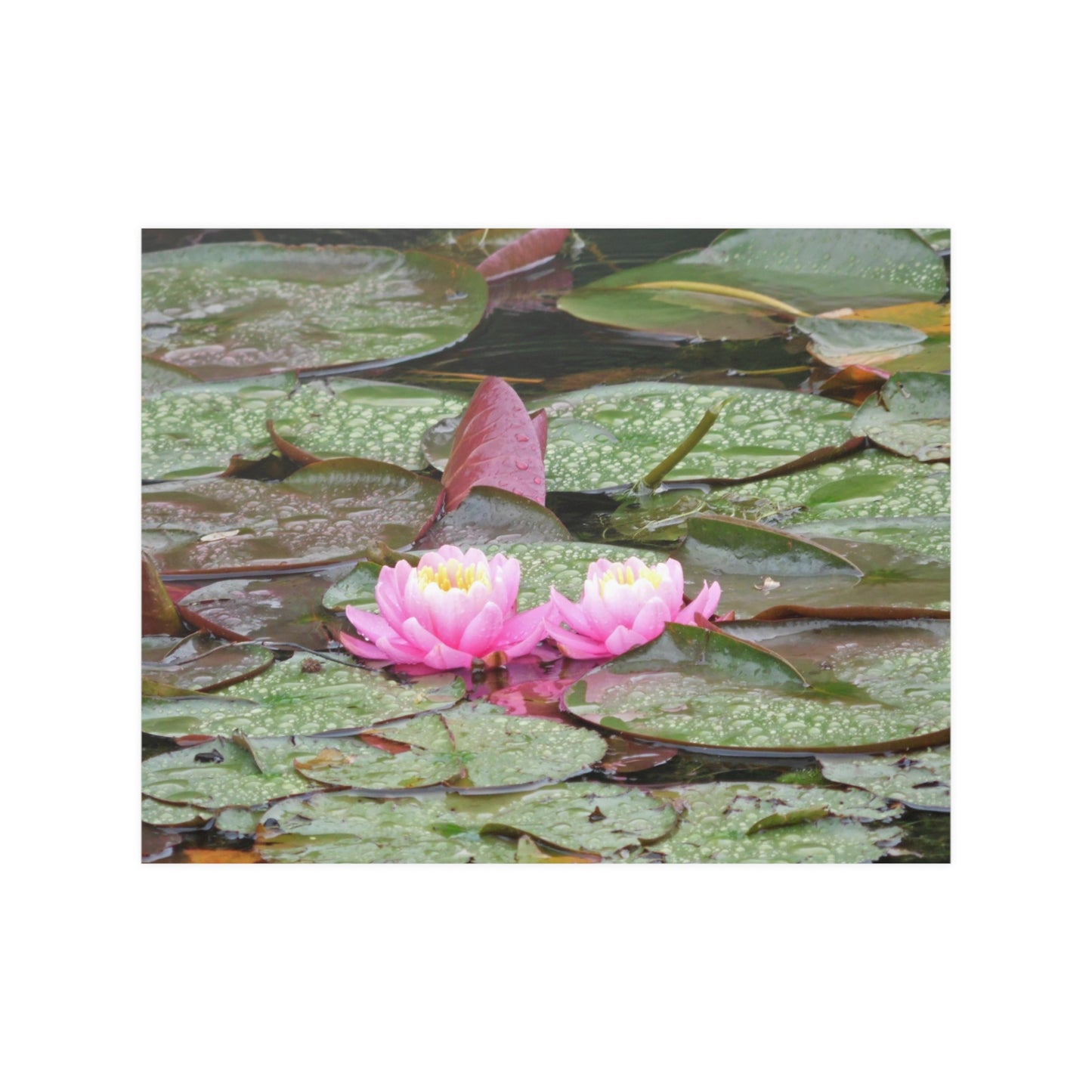 Water Lilies Satin Posters