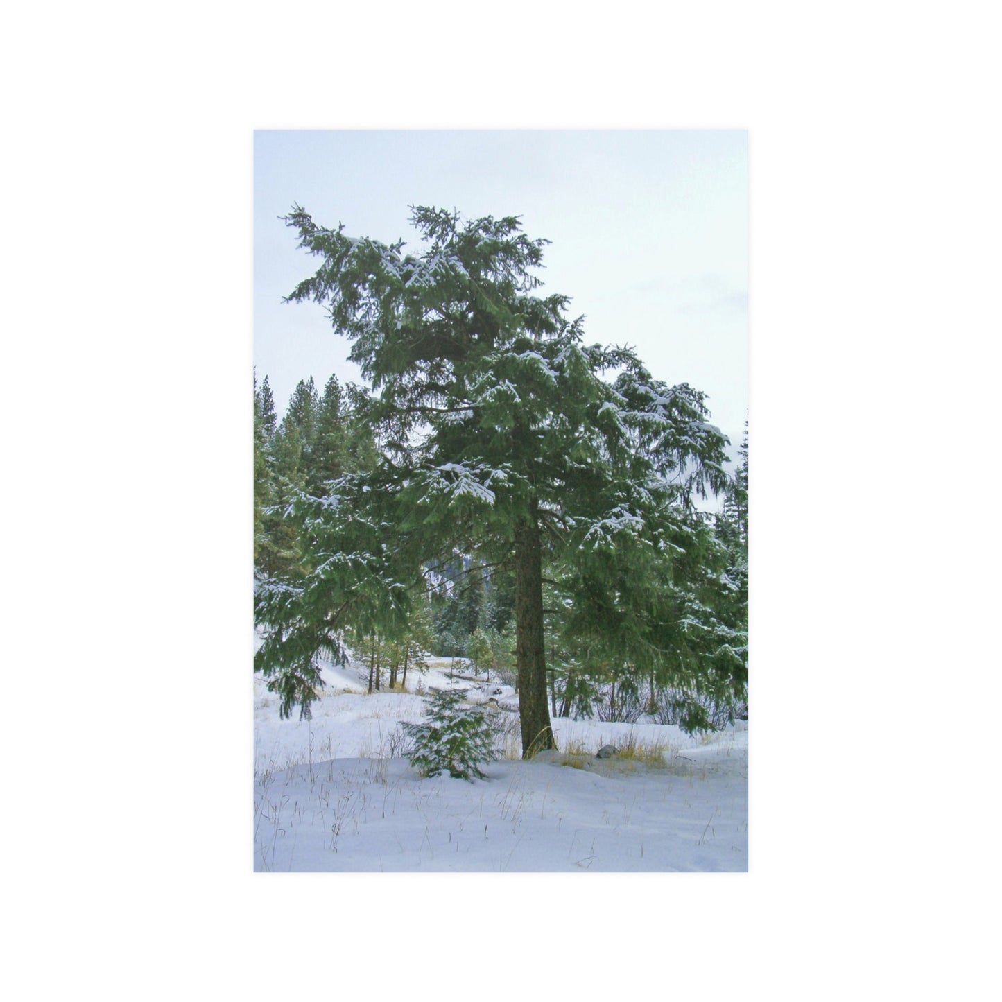Winter Protector Satin Posters