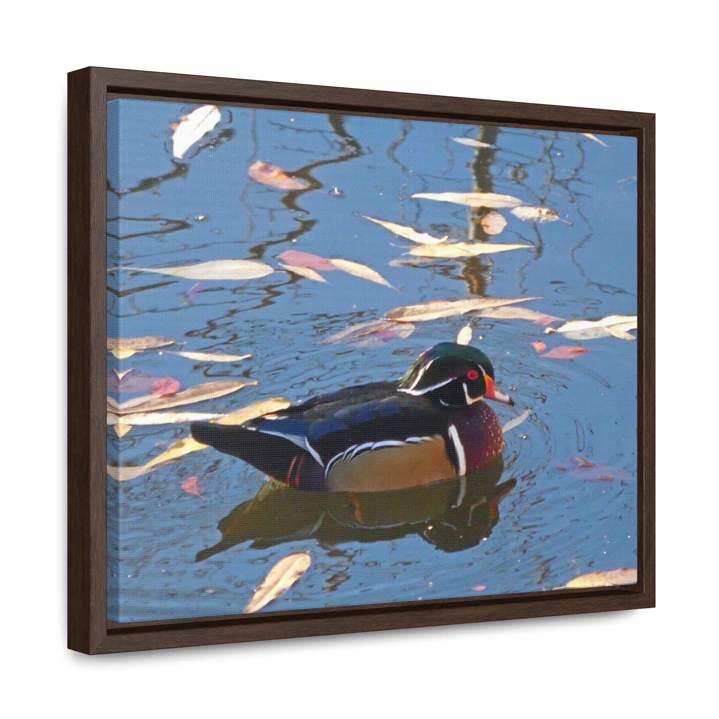 Autumn Wood Duck Gallery Canvas Wraps Framed