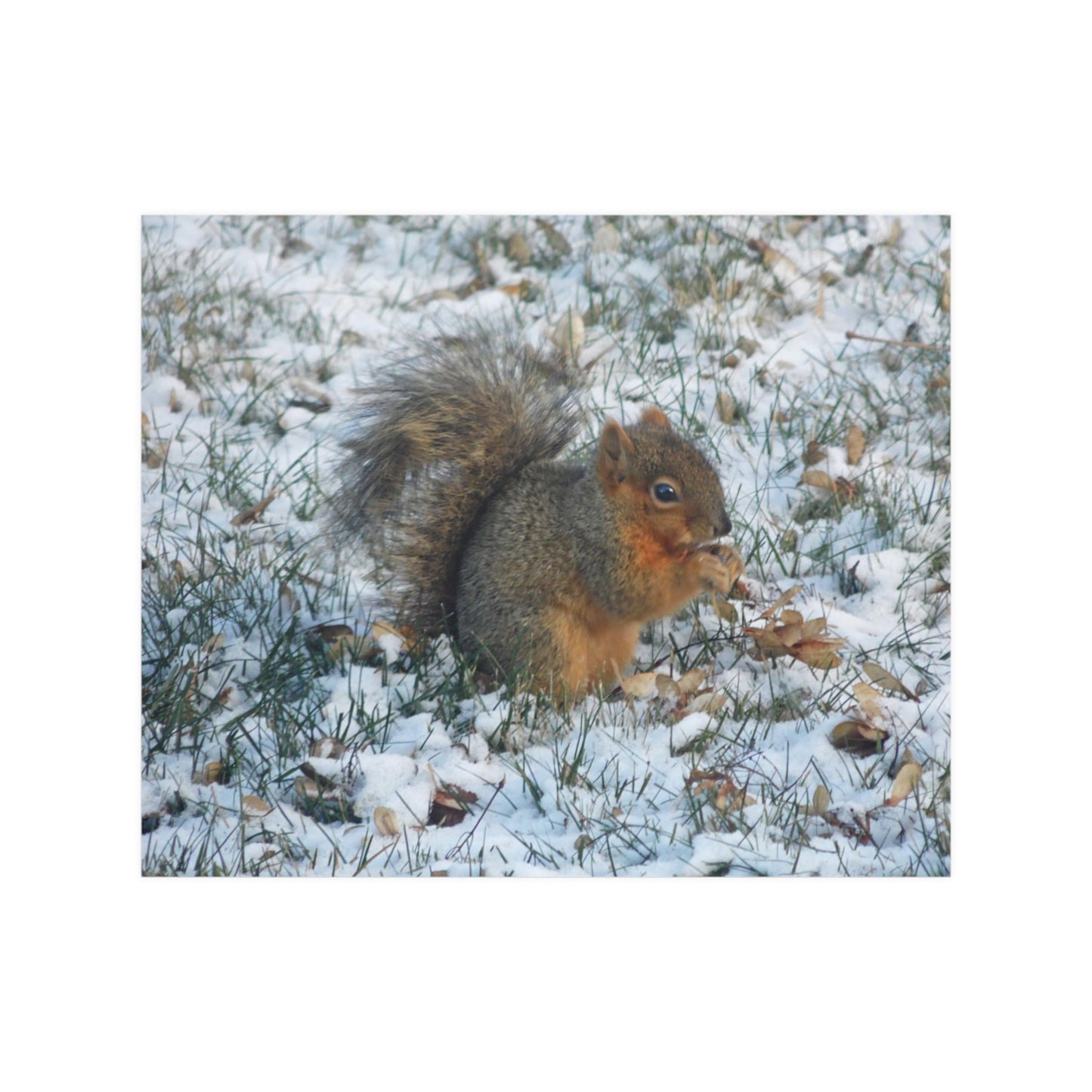 Winter Squirrel Satin Posters