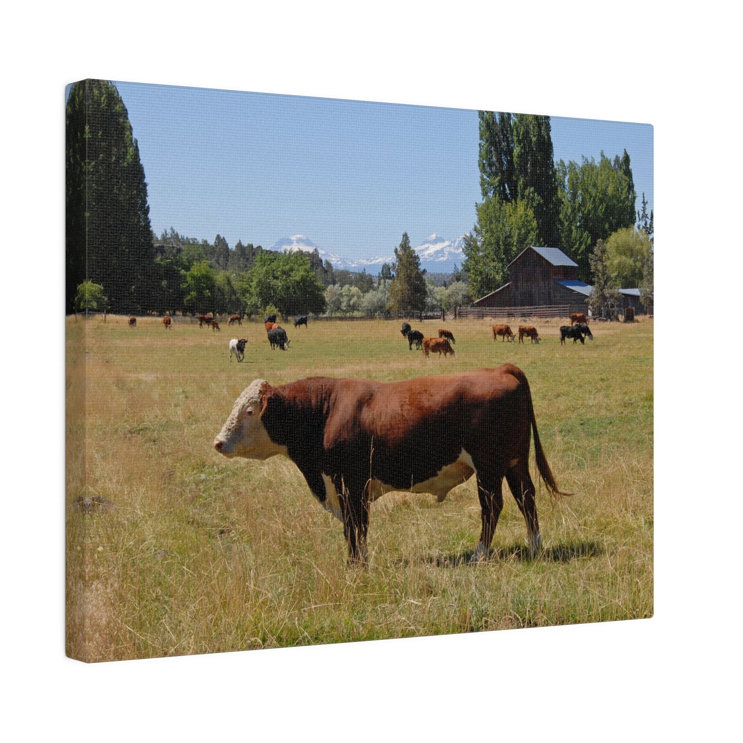 King Of The Pasture Matte Canvas