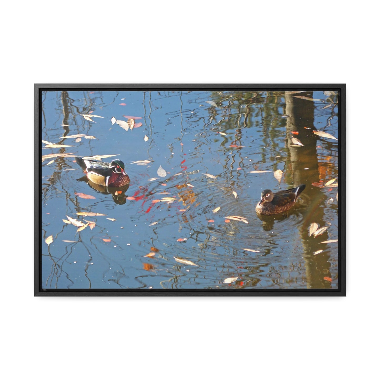 Autumn Wood Duck Couple Gallery Canvas Wraps Framed