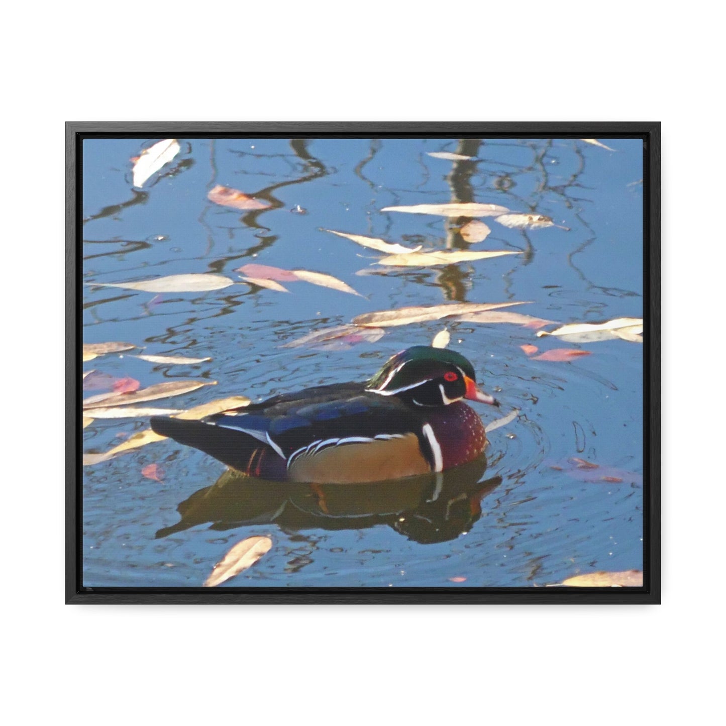 Autumn Wood Duck Gallery Canvas Wraps Framed