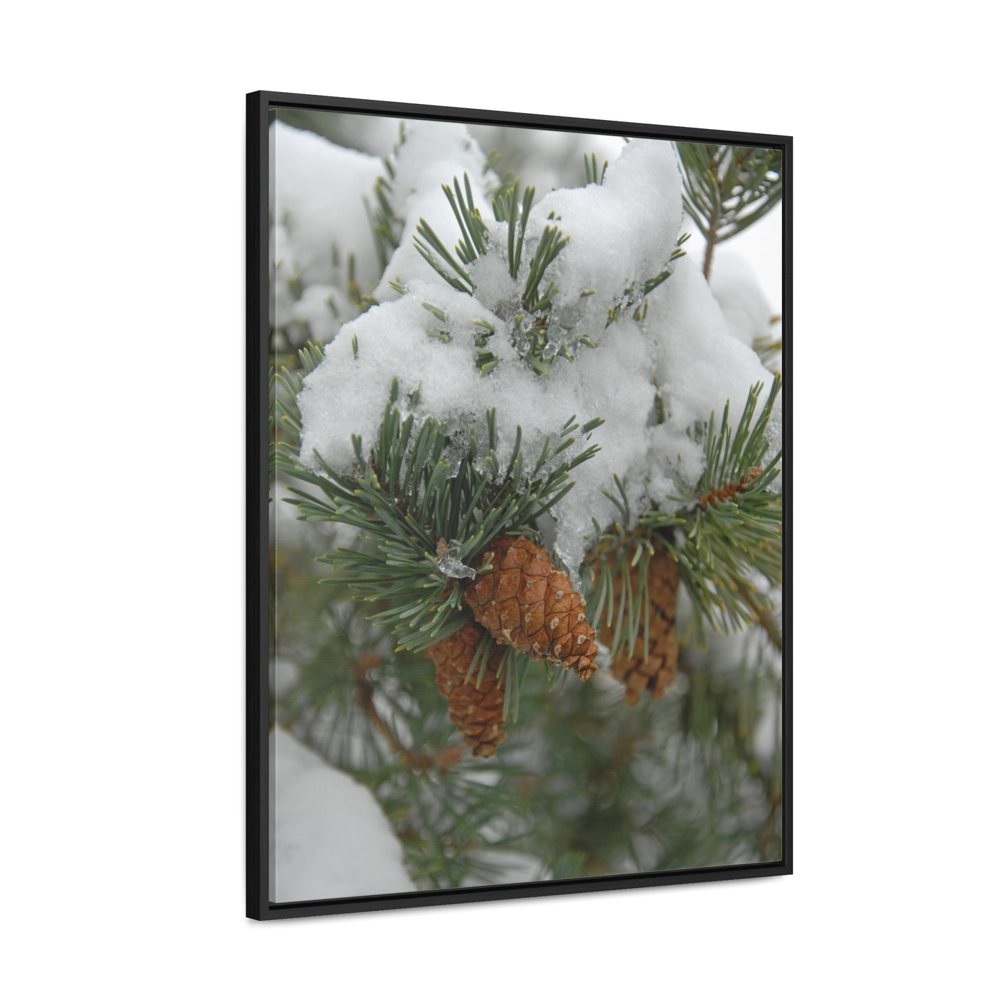 Snowy Fir Cones Gallery Canvas Wraps Framed