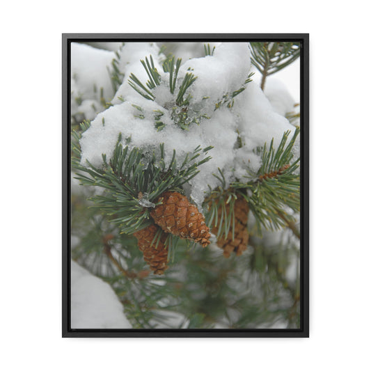 Snowy Fir Cones Gallery Canvas Wraps Framed