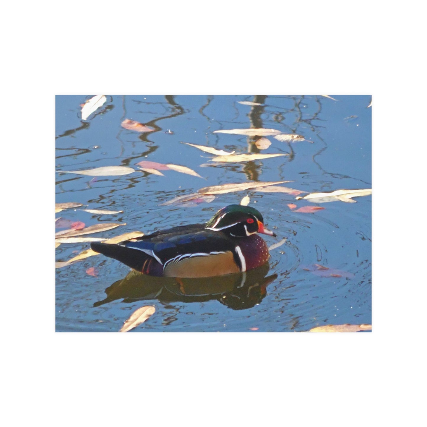 Autumn Wood Duck Satin Posters