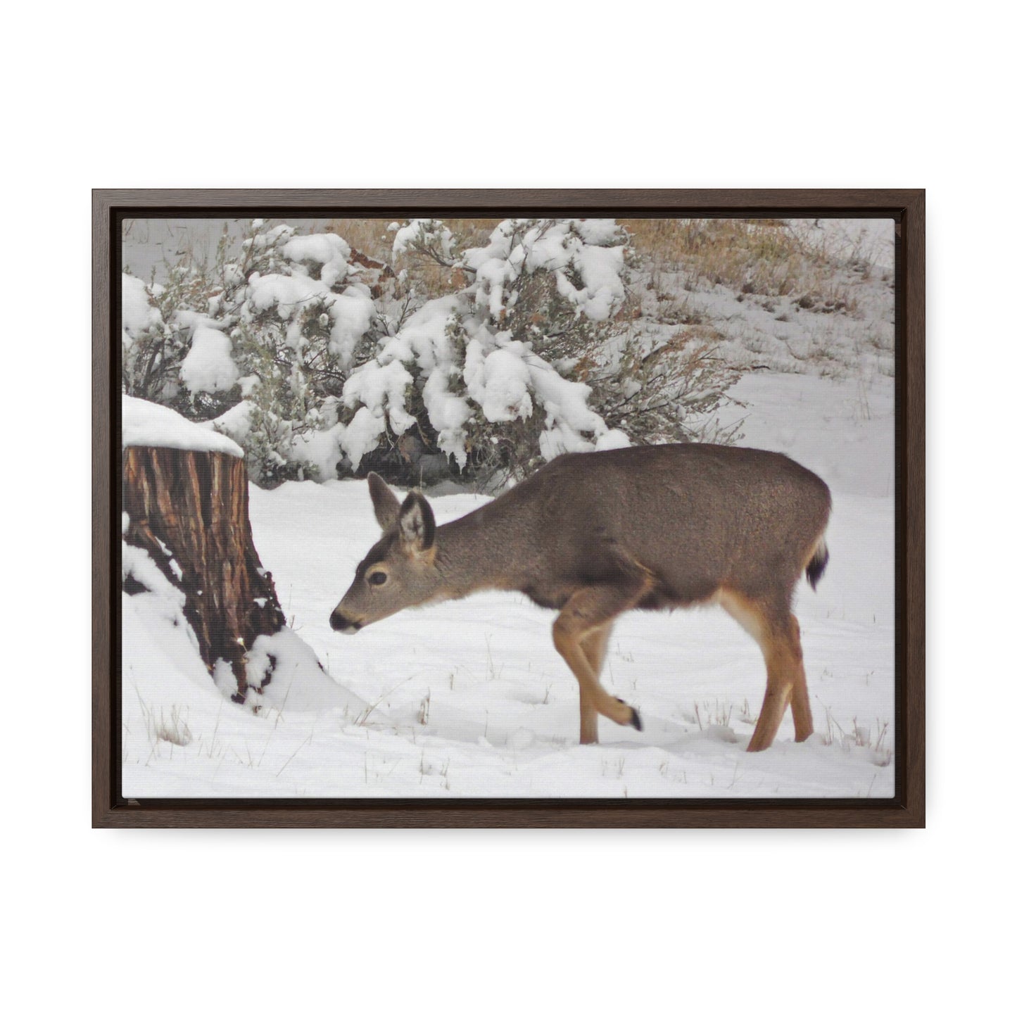 Winter Deer Gallery Canvas Wraps Framed
