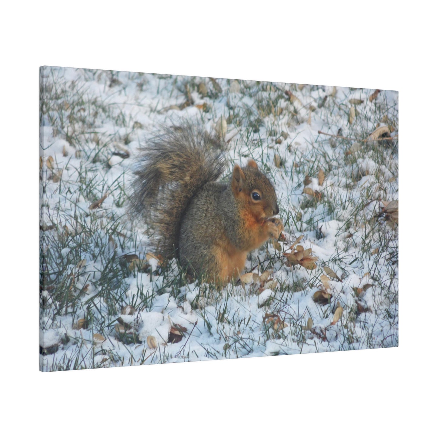 Winter Squirrel Matte Canvas