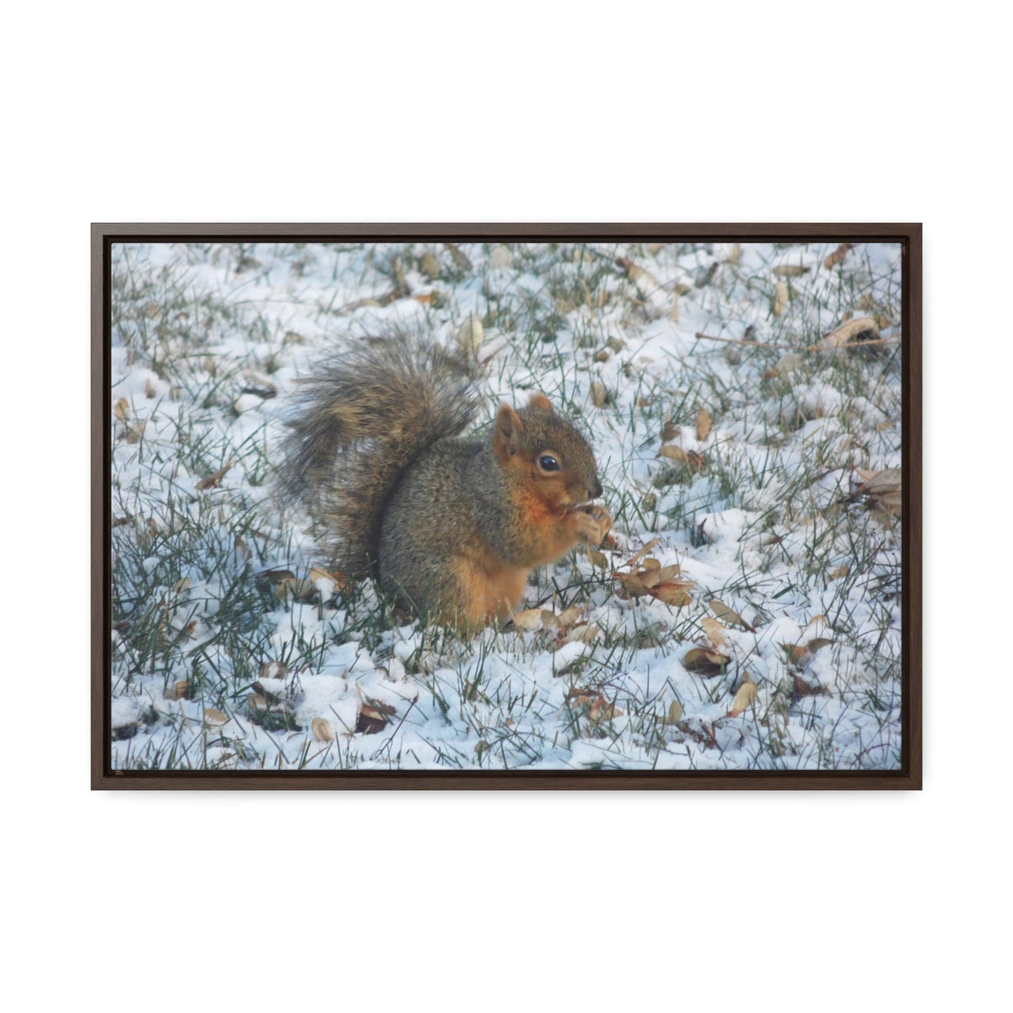 Winter Squirrel Gallery Canvas Wraps Framed