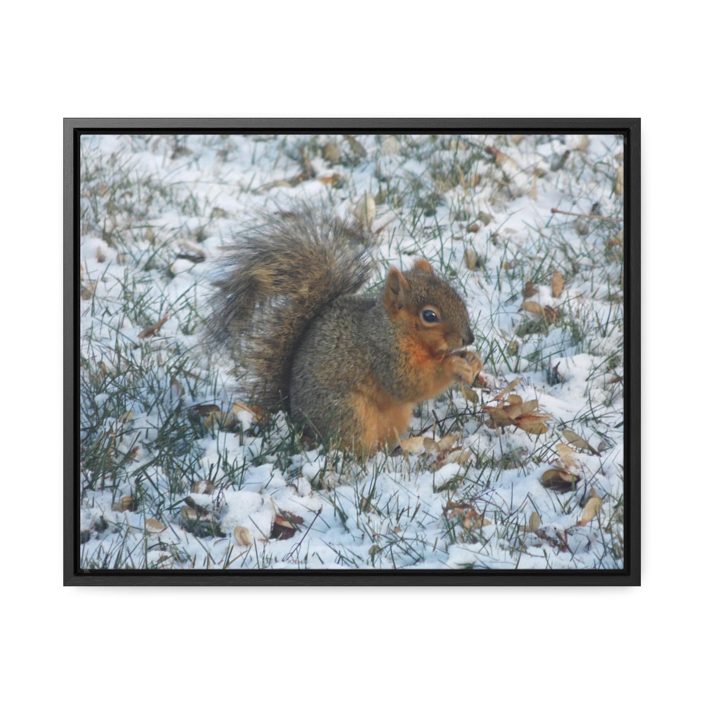 Winter Squirrel Gallery Canvas Wraps Framed