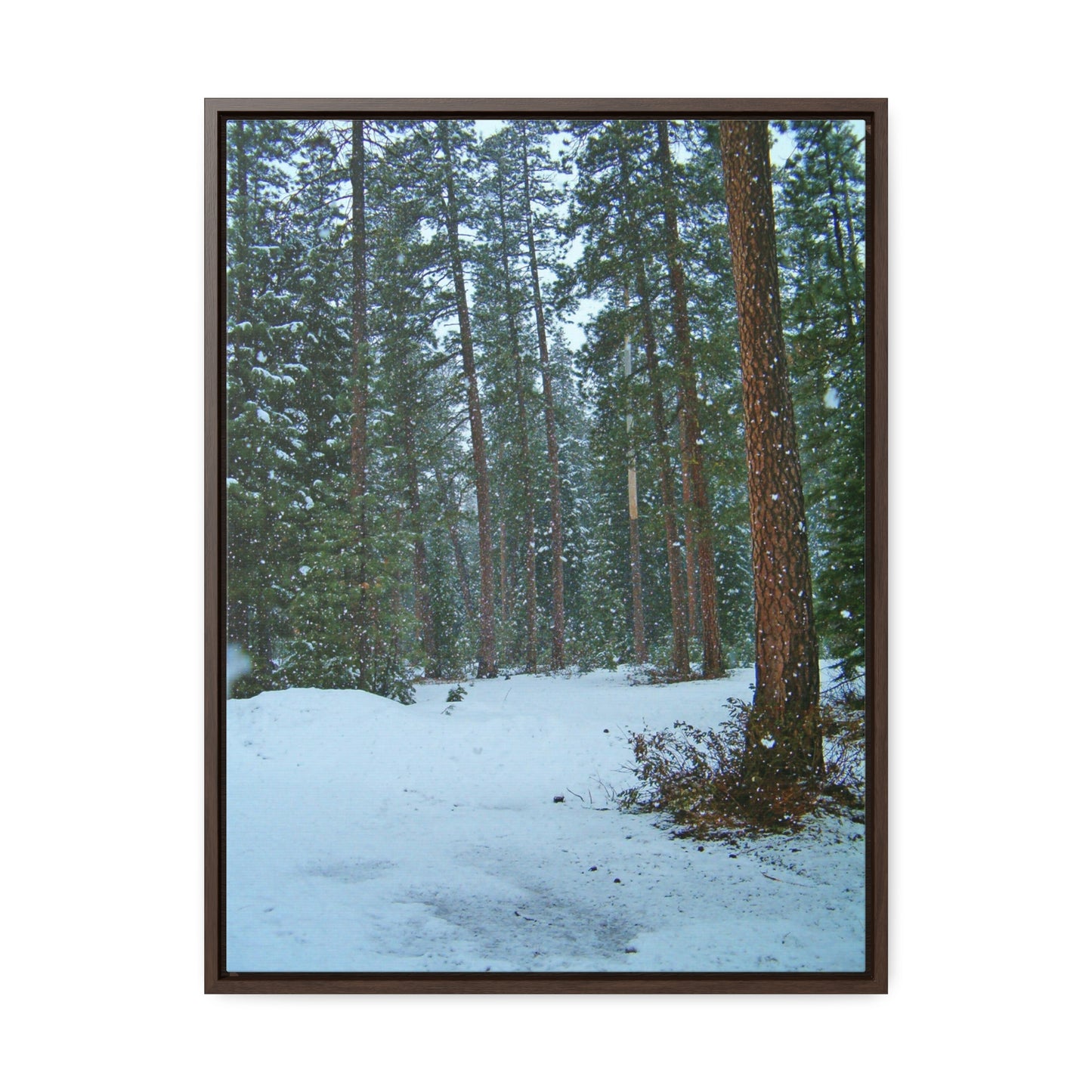 Snowfall Gallery Canvas Wraps Framed