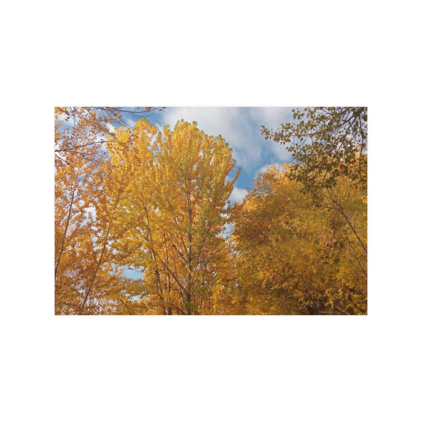 Autumn Gold Satin Posters