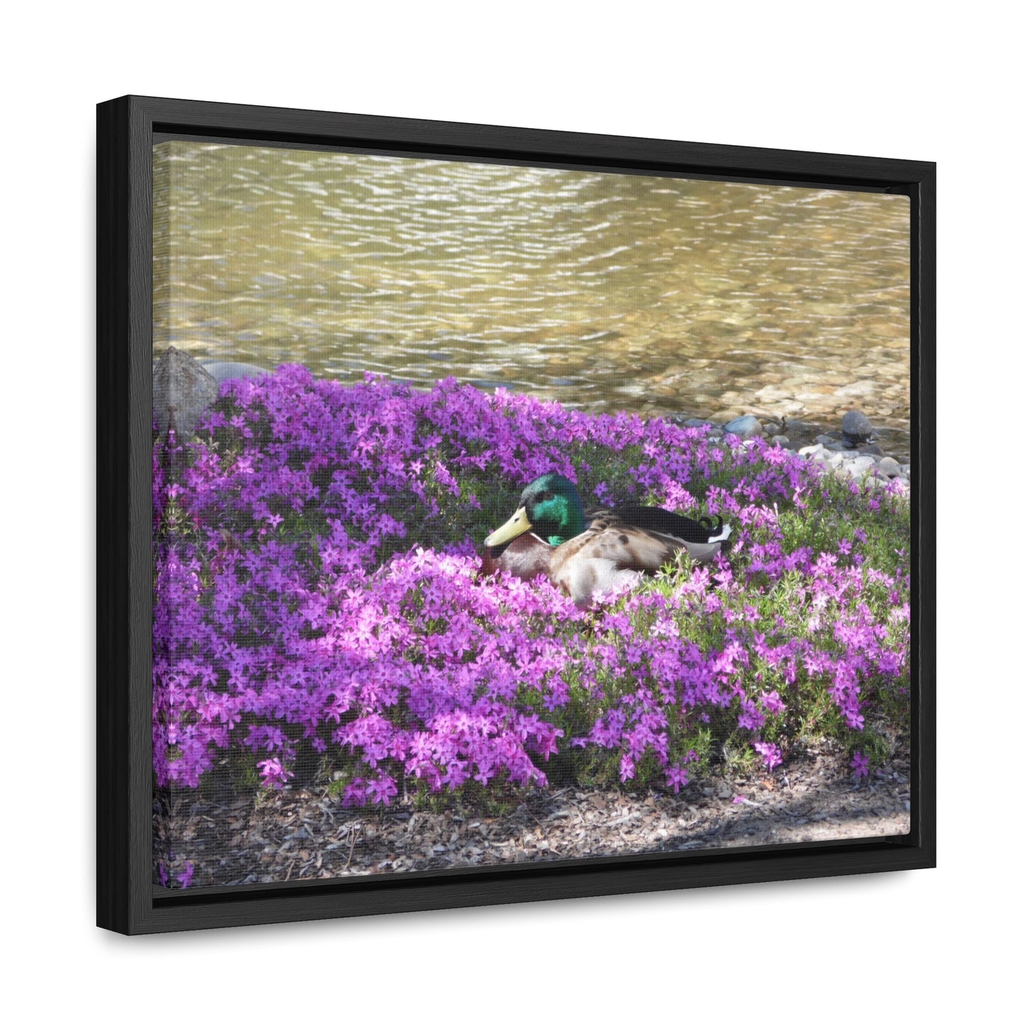 Duck Resting In Flowers Gallery Canvas Wraps Framed