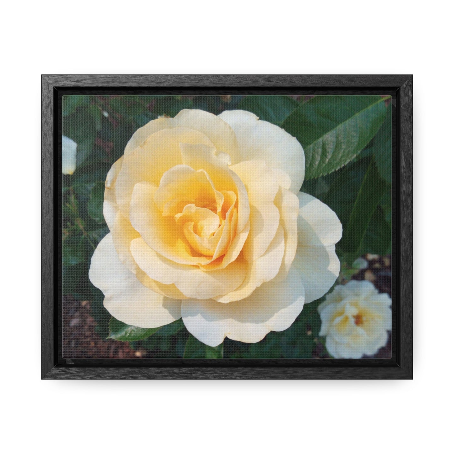 Cream Rose Gallery Canvas Wraps Framed