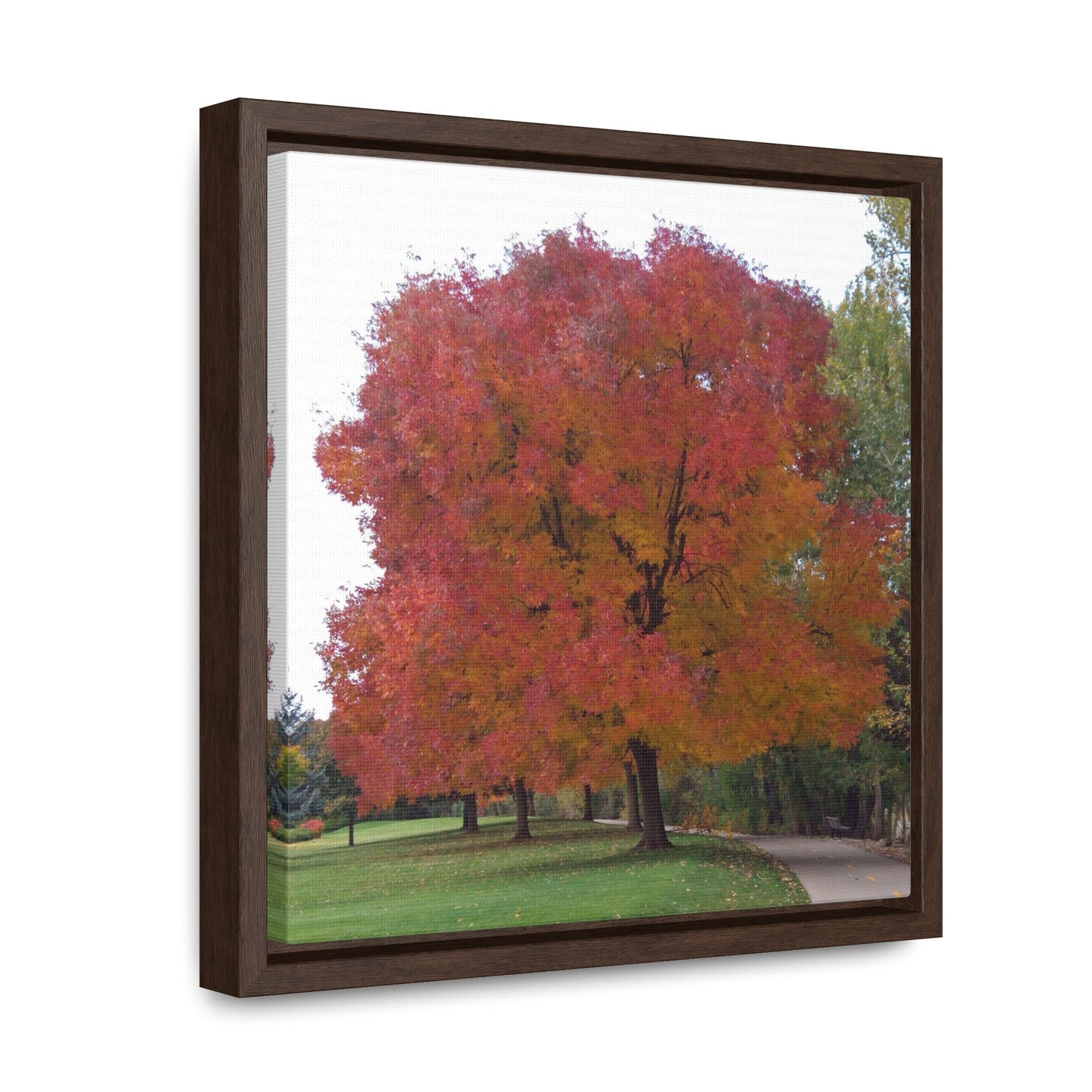 Autumn Tree Mid Fall Gallery Canvas Wrap Square Framed