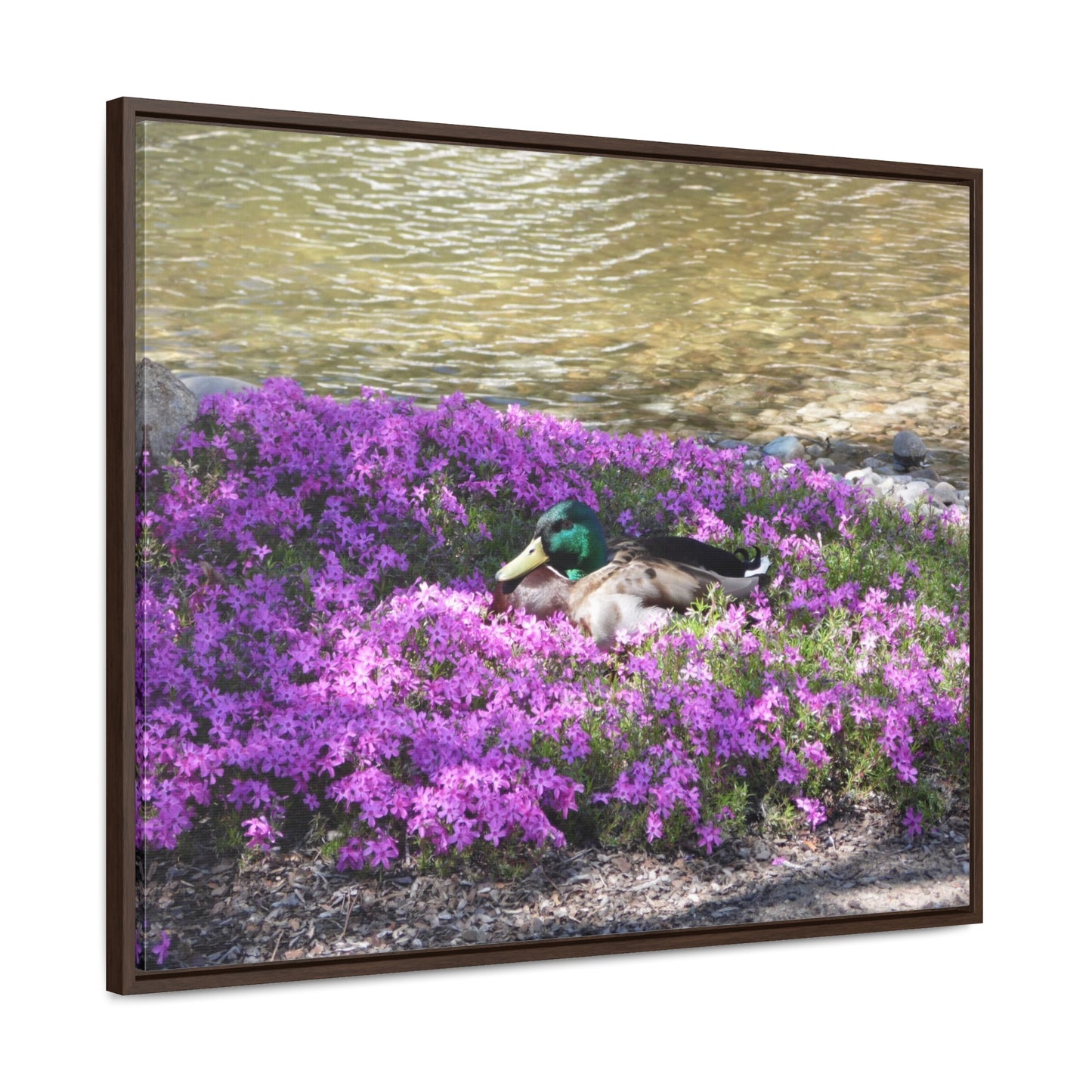 Duck Resting In Flowers Gallery Canvas Wraps Framed