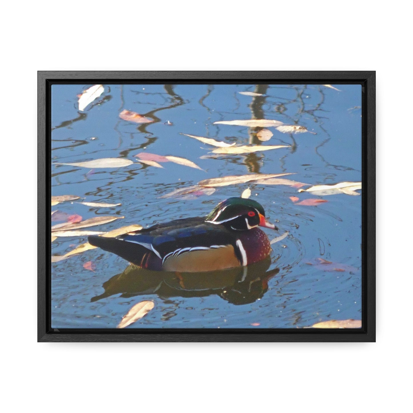 Autumn Wood Duck Gallery Canvas Wraps Framed