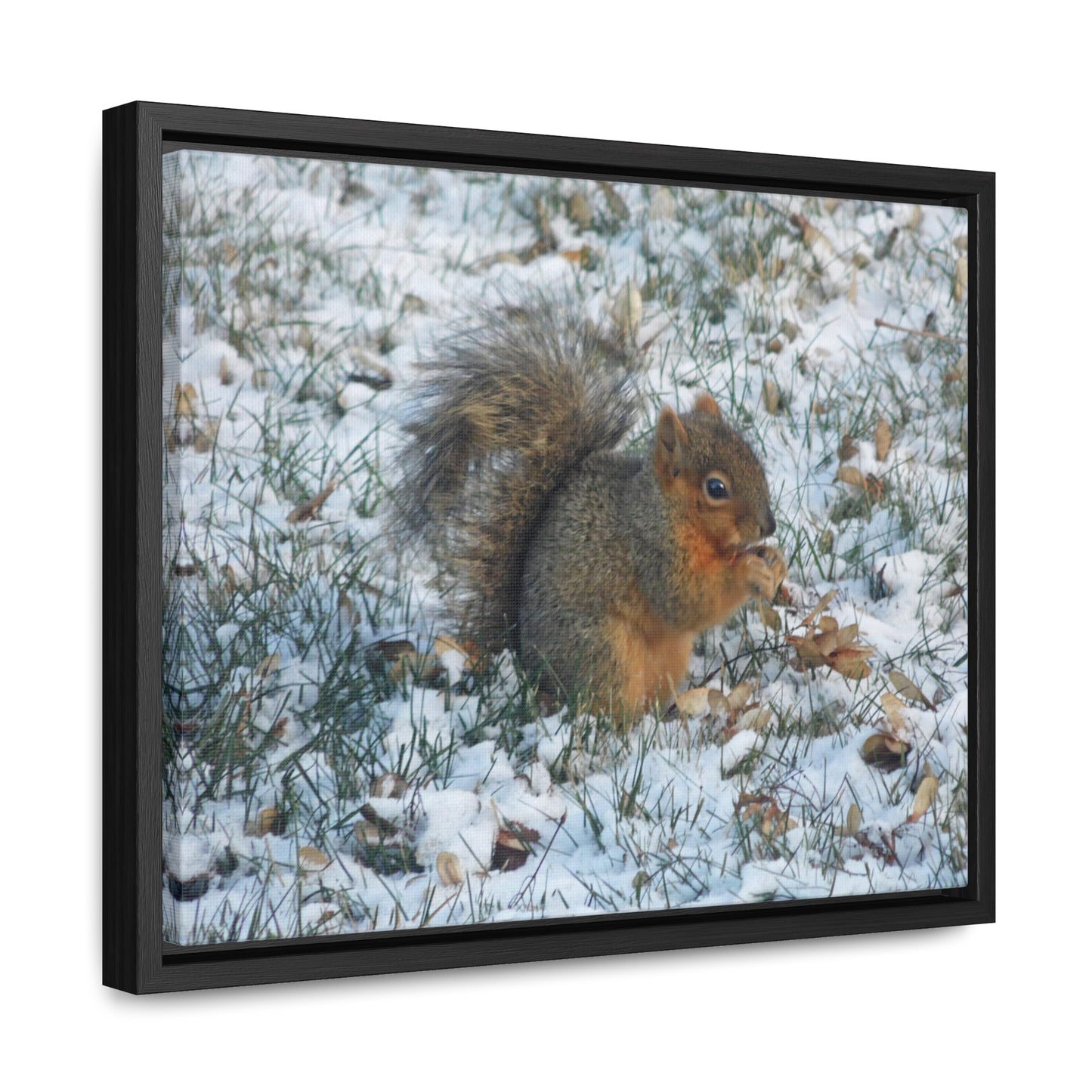 Winter Squirrel Gallery Canvas Wraps Framed