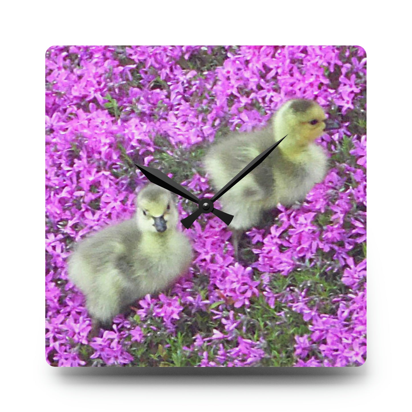 Precious Peeps Acrylic Wall Clock