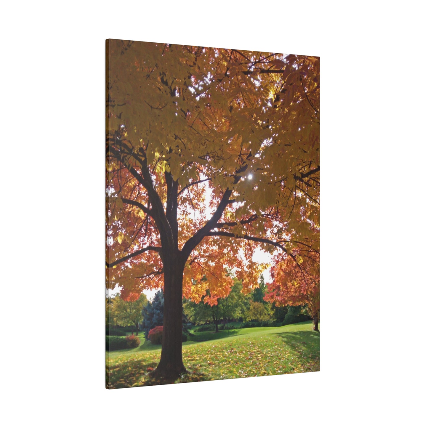 Autumn Canopy Matte Canvas