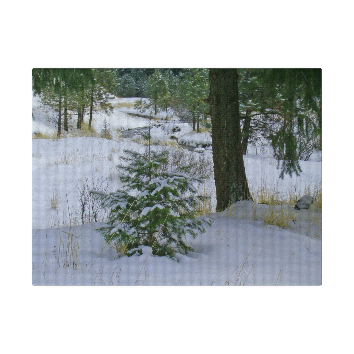 Christmas Tree Creek Matte Canvas